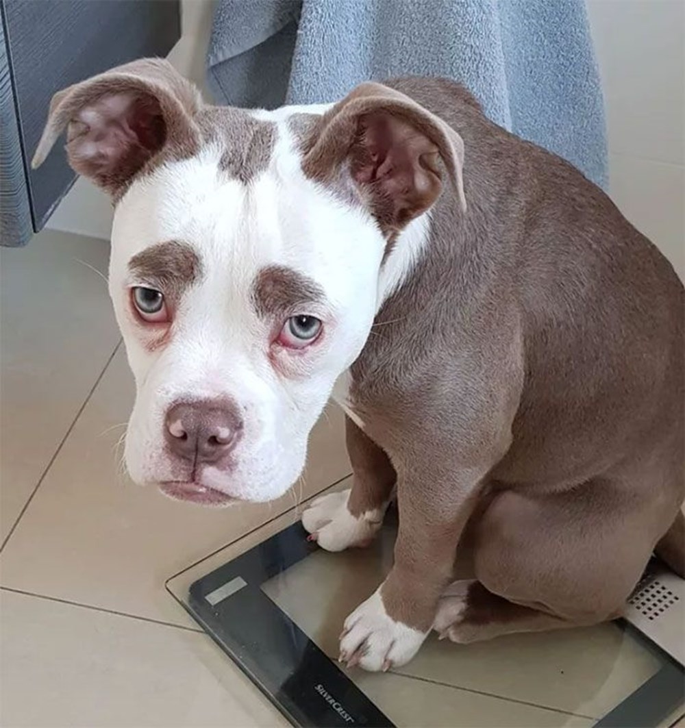 yeni fenomeni Üzgün suratlı köpek &quot;Bayan Kaş&quot; Magazin