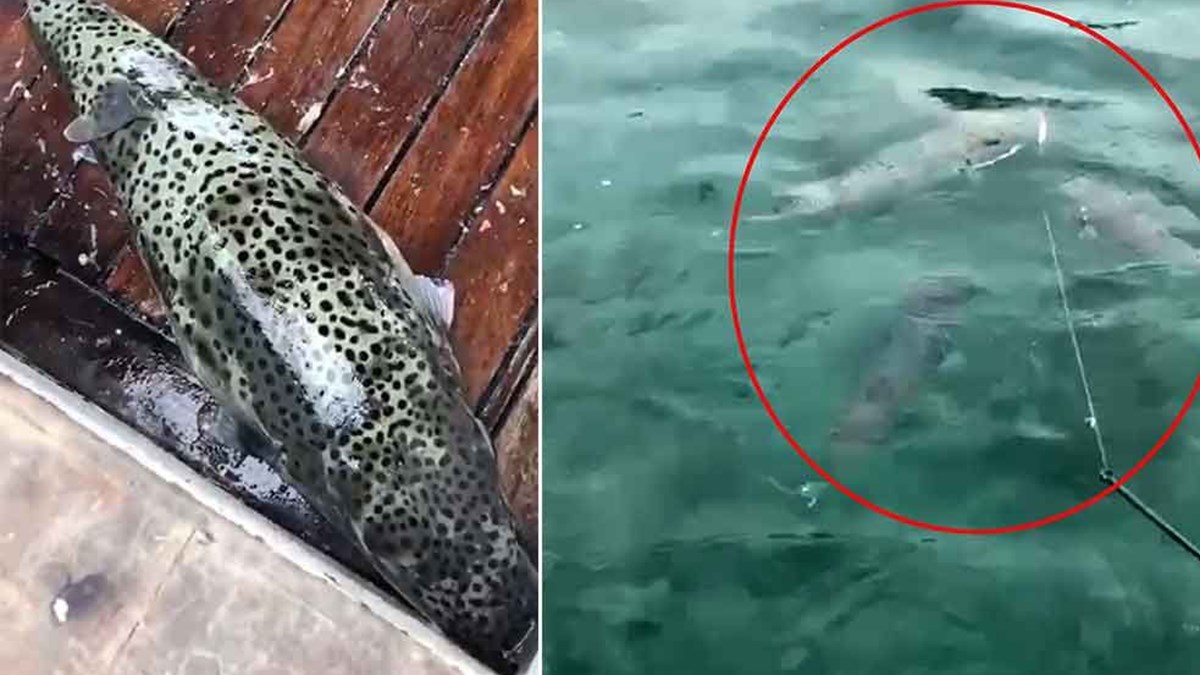 balon baliklari dorder dorder geliyor ntv