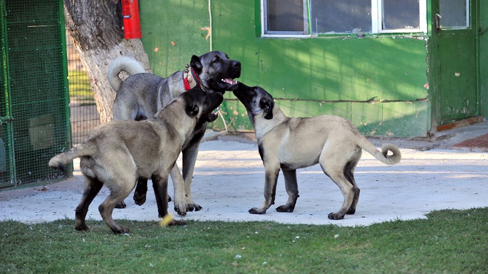 200 bin liralık Kangal�ın yavruları için sıraya girdiler NTV