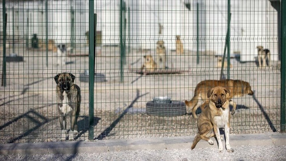 Sahipsiz köpek düzenlemesi: Teklif Genel Kurul'dan geçerek yasalaştı - 12