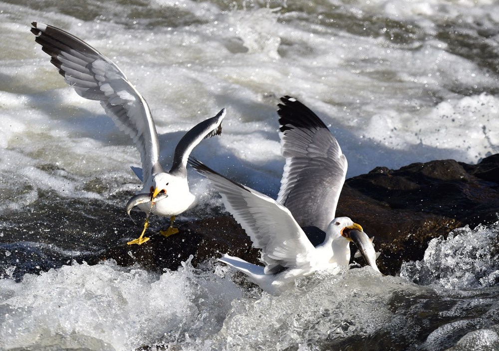 Bu balıkları avlamak sadece martılara serbest - 9