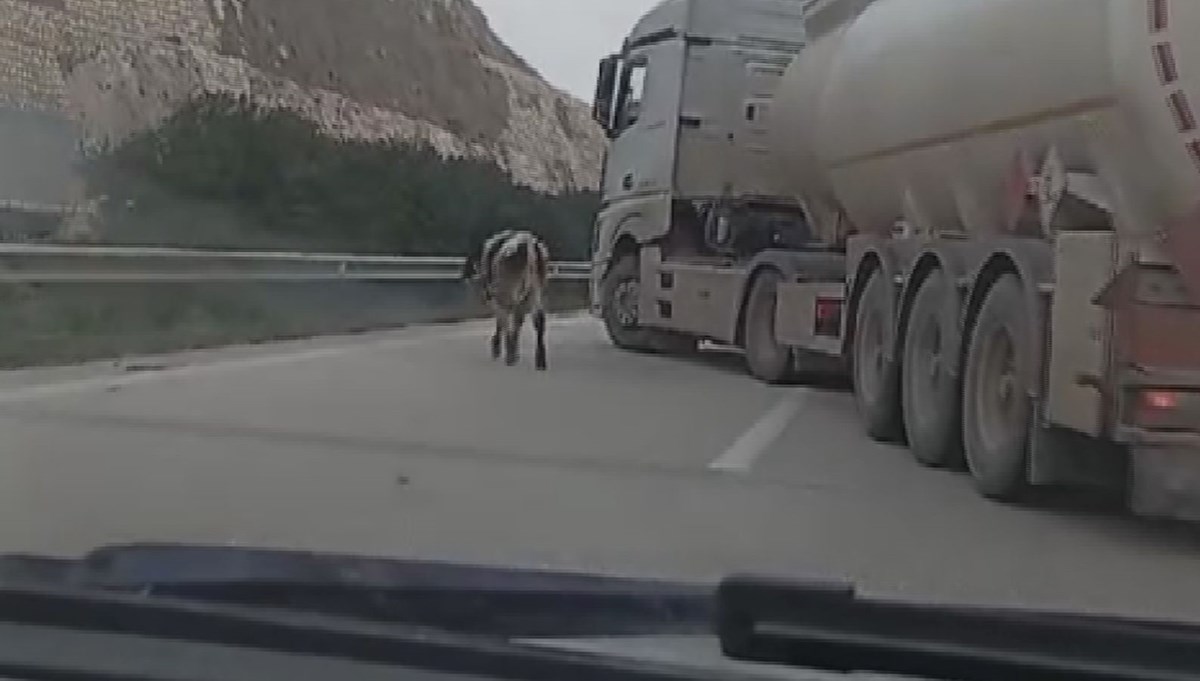 Otoyolda gülümseten buzağı kovalamacası