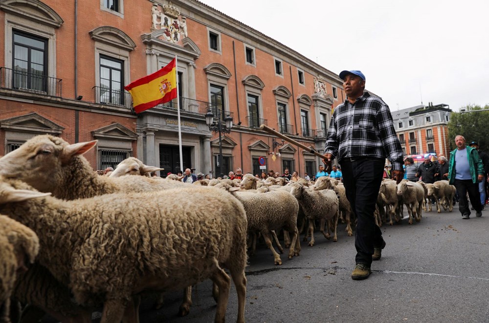 Madrid'de koyunlar şehre indi - 1