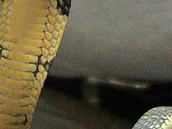 en zehirli yilan antalya da ntv