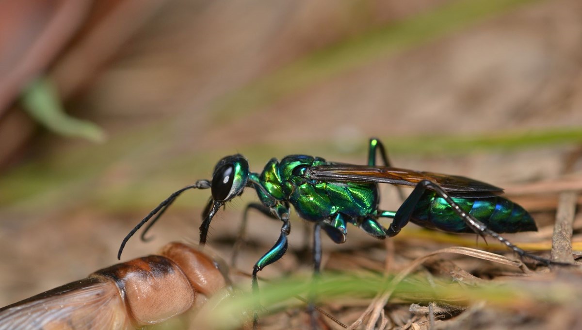 Zümrüt eşek arıları yaşlılığı durdurabilir mi?