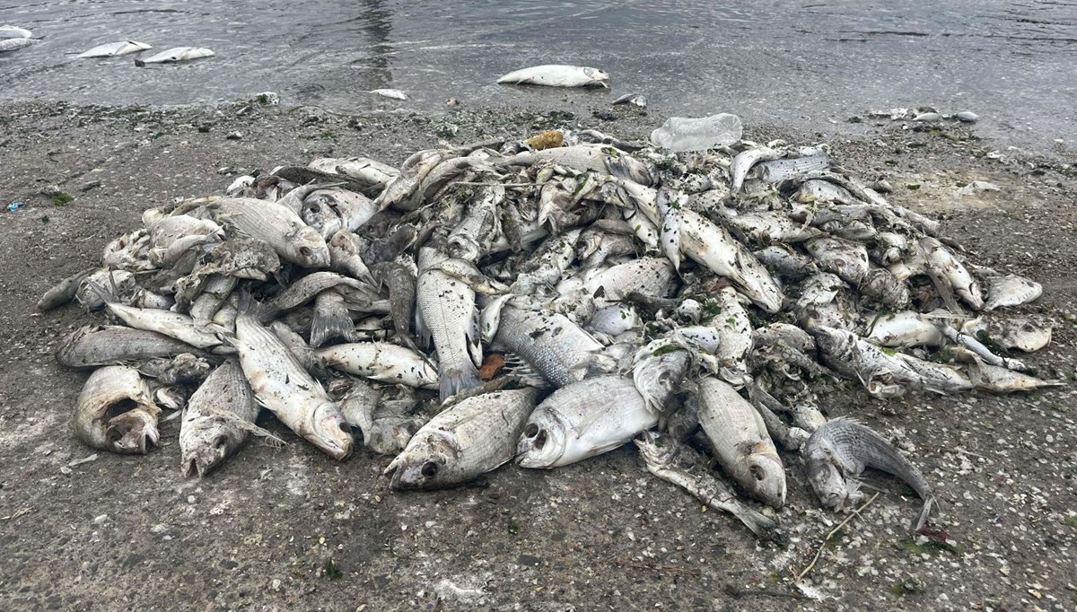 İzmir Körfezi'ndeki kirlilik ve balık ölümlerine soruşturma