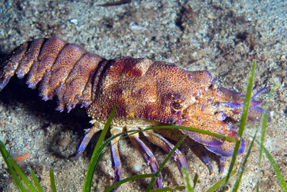 The hidden and colorful world of the Mediterranean - 14