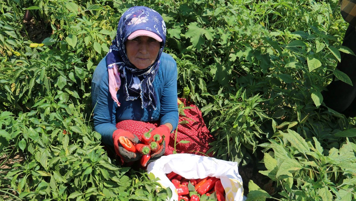 Ellerini yüzlerine süremiyorlar! Kavurucu sıcaklarda zorlu mesai