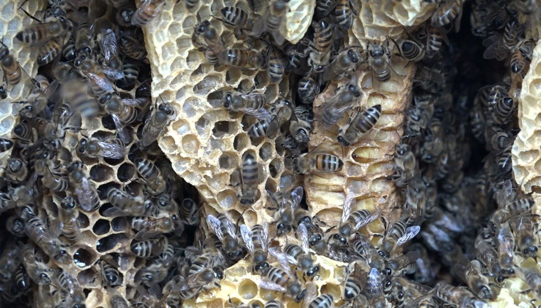 Bu balın fiyatı 2 bin 500 TL! "El değmiyor, tamamen doğal"