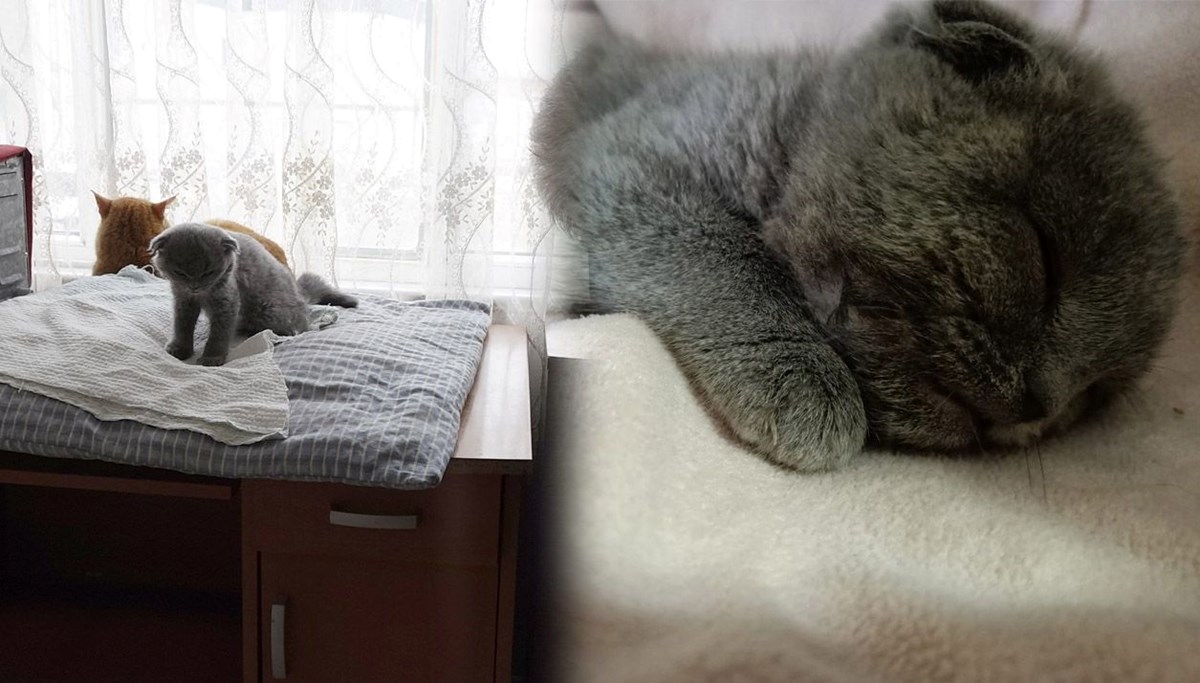 Trabzon'da bir kişinin eşine kızdığı için duvara fırlattığı kedi 10 gün sonra öldü