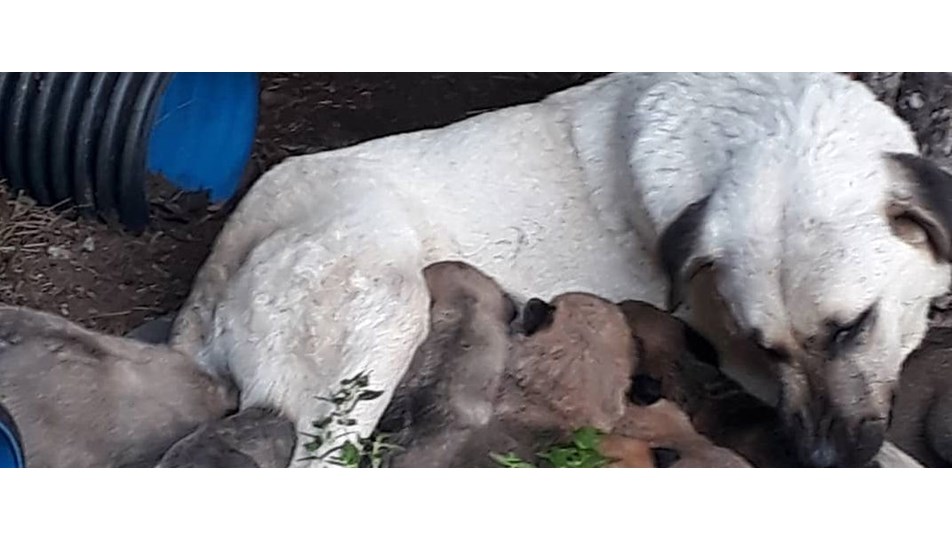 Erdek'te zehirli et verilen köpek ile 3 yavrusu ve 3 kedi öldü