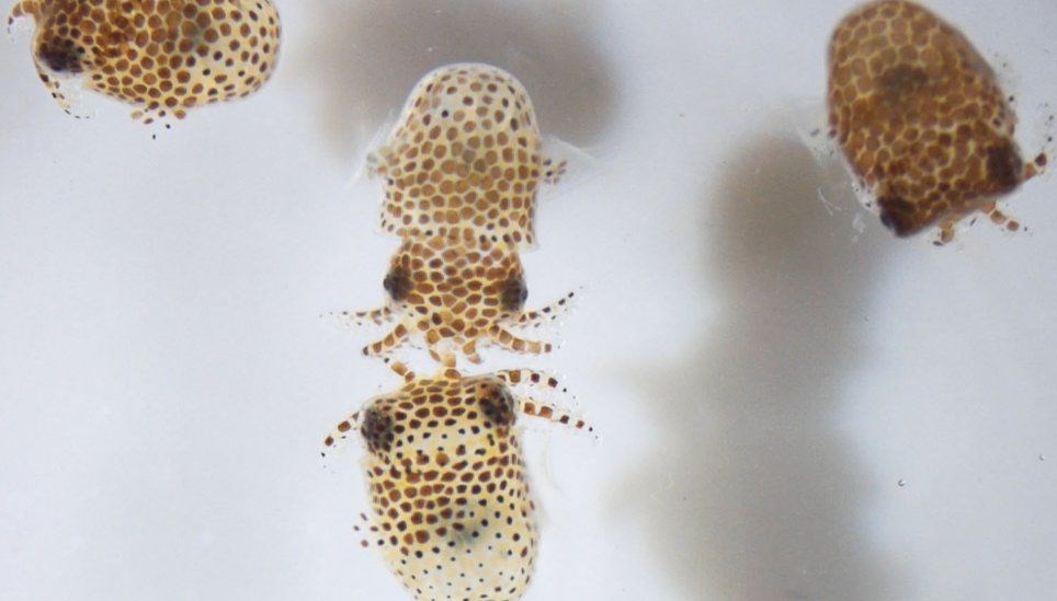 Uzaya fırlatıldılar