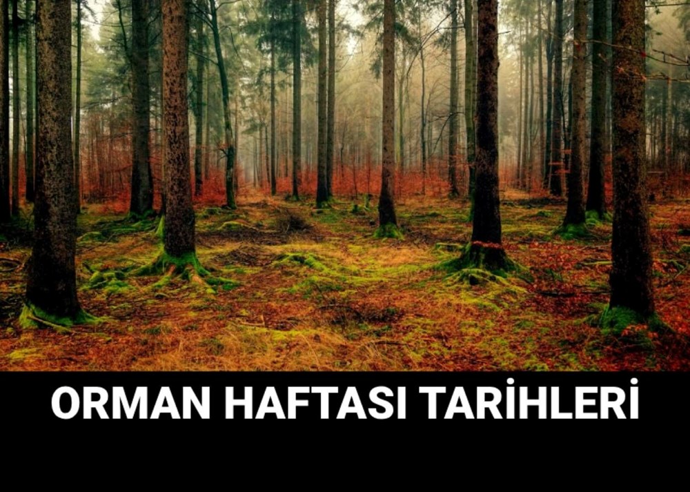 Orman Haftası: Doğa İle Yeniden Bağlantı Kurma Zamanı 72 jV2kOX1i2EKX2MtpQOTboA