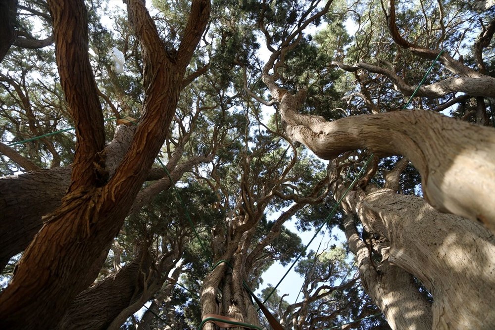 İran'ın en yaşlı ağacı Dünya Mirası Listesi'ne girmeyi bekliyor - 9