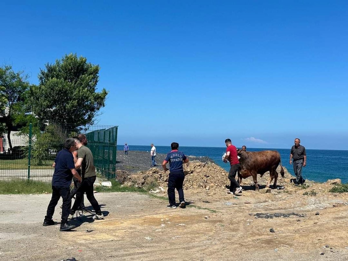 Zonguldak'ta kurbanlık boğa denize kaçtı