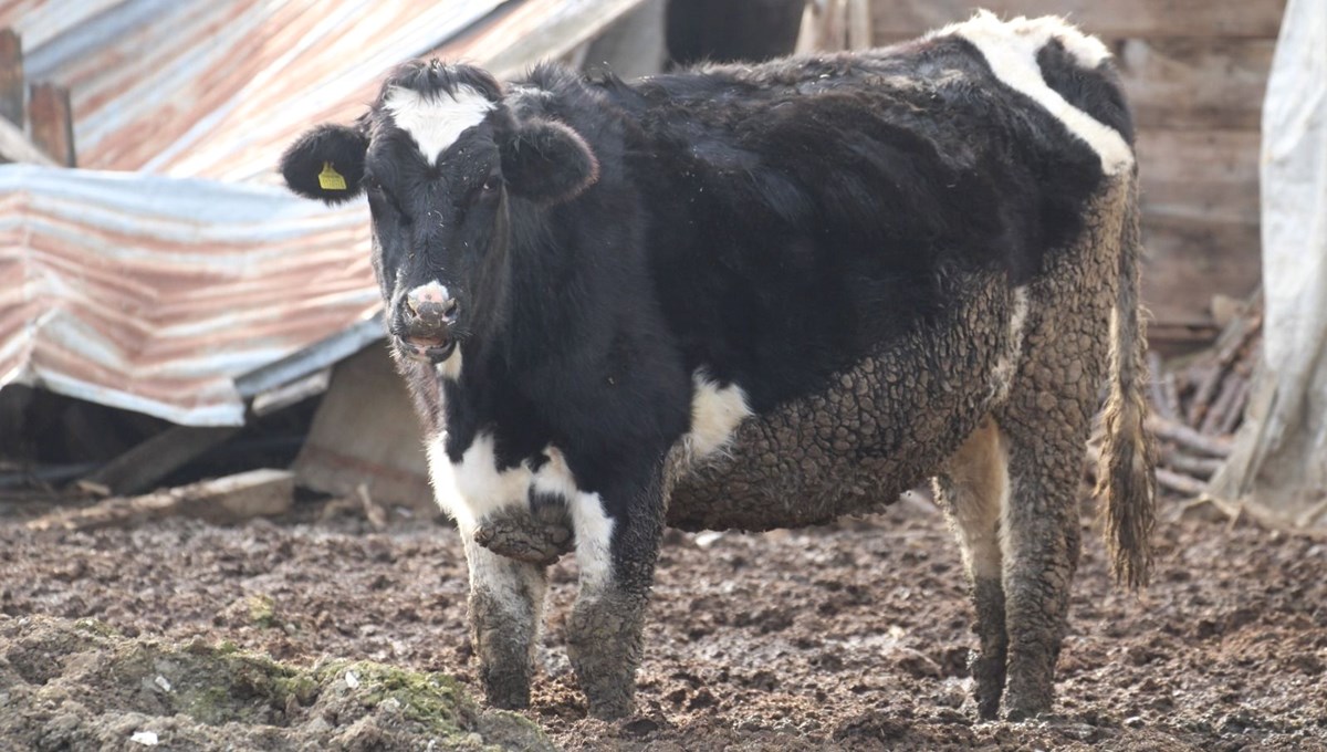Bolu’da şap karantinası