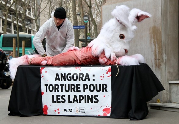 fransa da ankara tavsani eylemi ntv