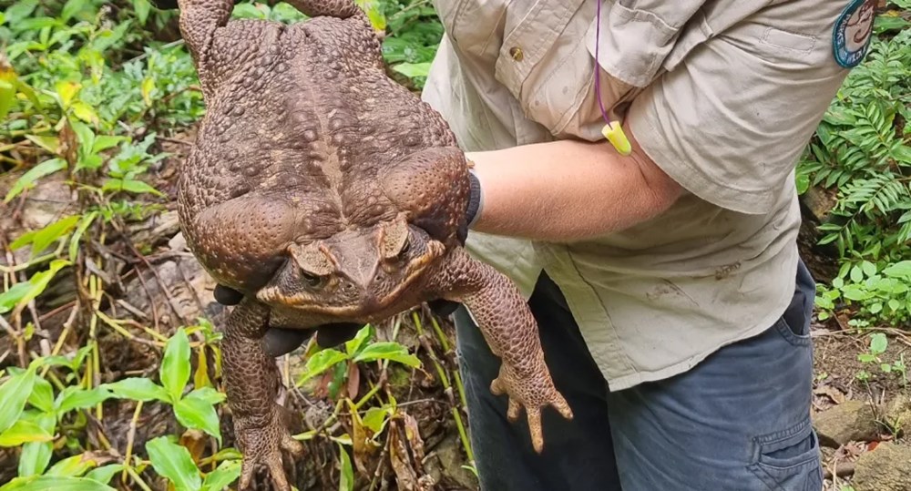 Dünyanın en büyük kara kurbağası bulundu: Zehir saçarak önüne geleni yiyor - 4