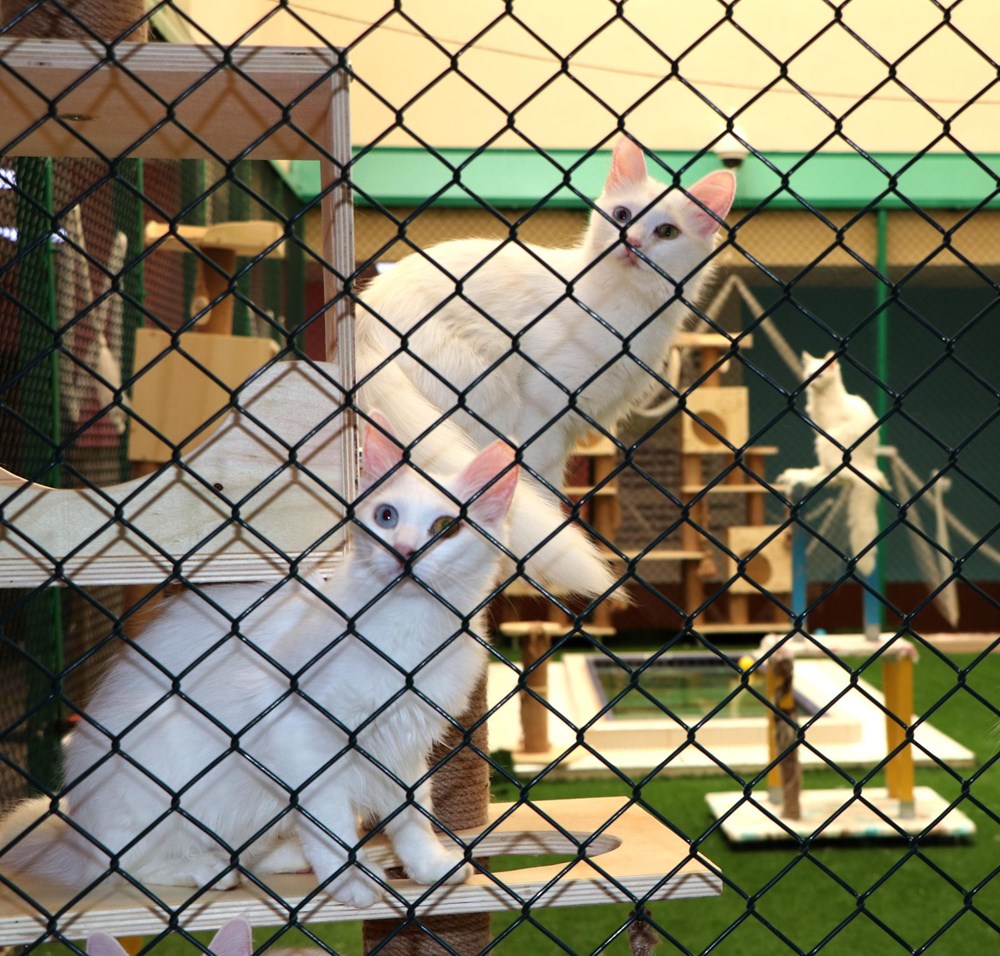 Kedi villası yeni kurallarla ziyarete açıldı Magazin Haberleri NTV