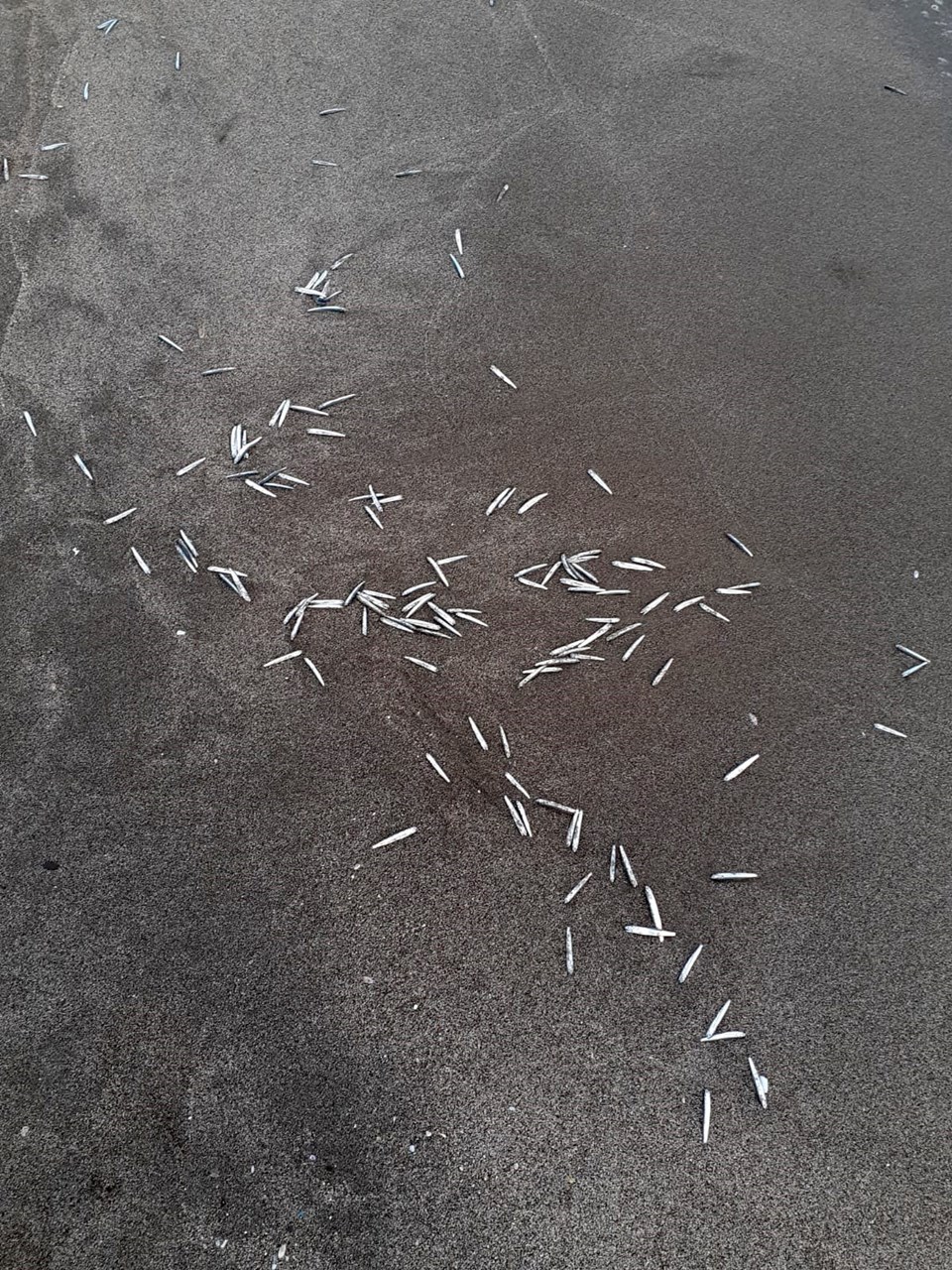 Antalya'da çok sayıda balık kıyıya vurdu - 1