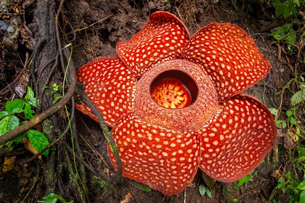 Dünyanın en büyüğü: Endonezya’da ceset çiçeği olarak da
bilinen 'Rafflesia arnoldii' açtı - 18