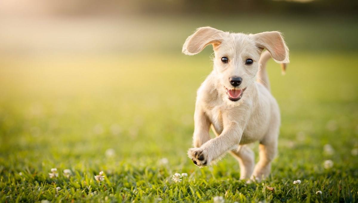 Rüyada beyaz köpek görmek ne anlama gelir?