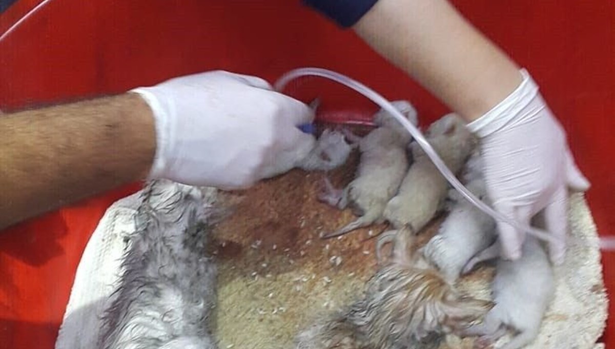 Dumandan etkilenen kedilere oksijen