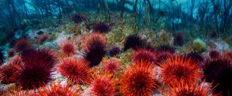 deniz kestanesi yer miydiniz son dakika turkiye haberleri ntv haber