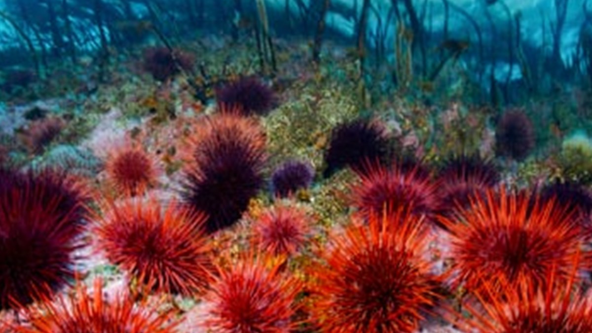 deniz kestanesi yer miydiniz son dakika turkiye haberleri ntv haber