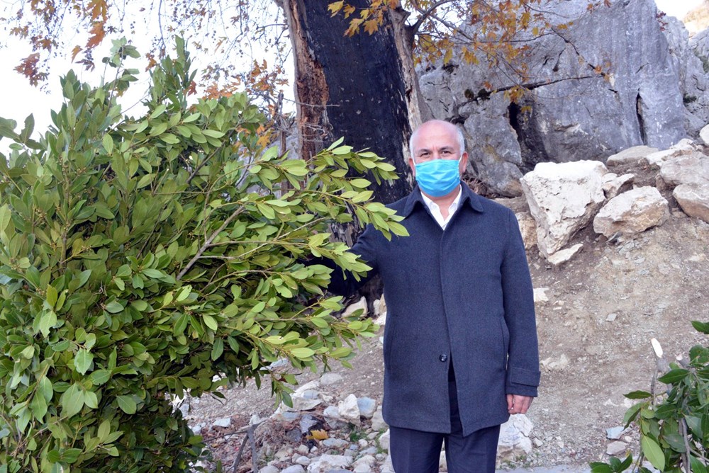 Dağlardan topladıkları defneden günlük 500 lira kazanıyorlar - 2