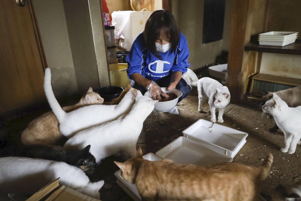 Japonya'da hastaneye kaldırılan adamın 170 kedisi evde aç susuz kaldı - 1