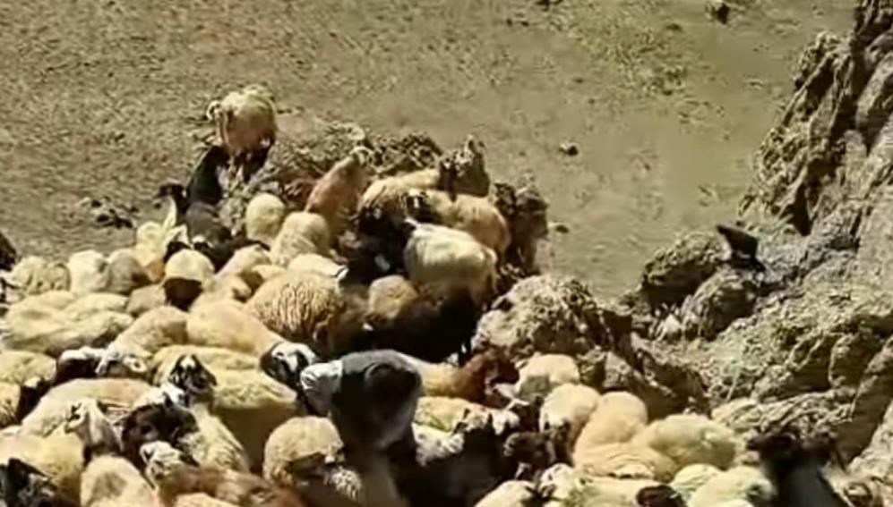 Sürüye kurtlar saldırdı