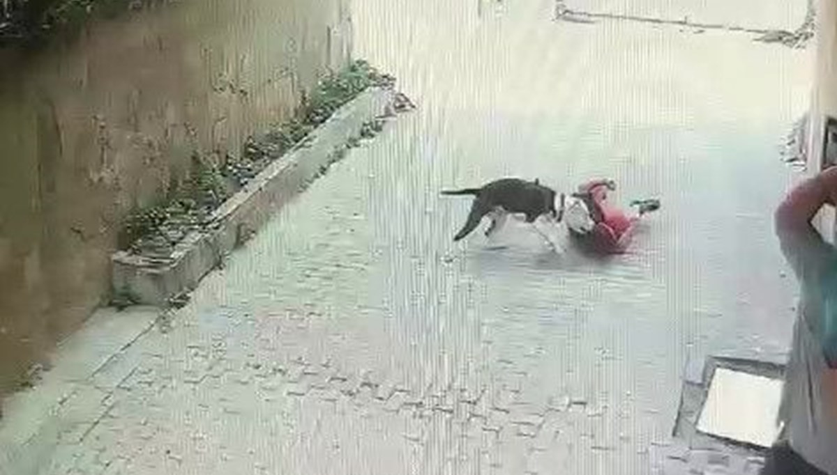 Ataşehir'de pitbull çocuğa saldırdı