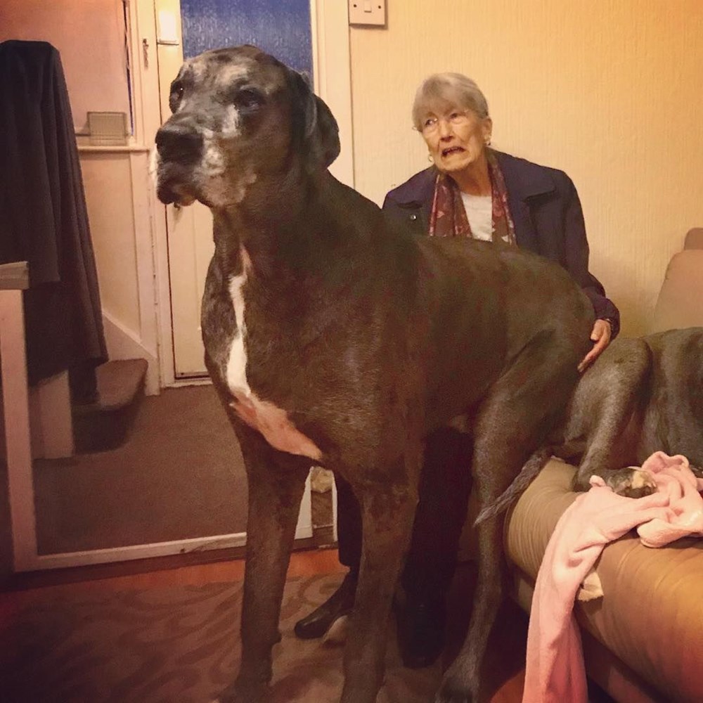 Dünyanın en uzun köpeği Freddy hayatını kaybetti - 29
