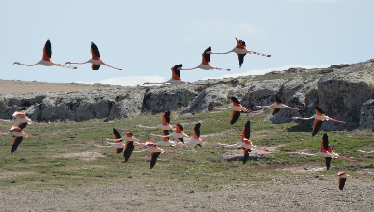 Flamingolar Tuz Gölü'ndeki evlerine geldi Flamingolar Tuz Gölü'ndeki evlerine geldi