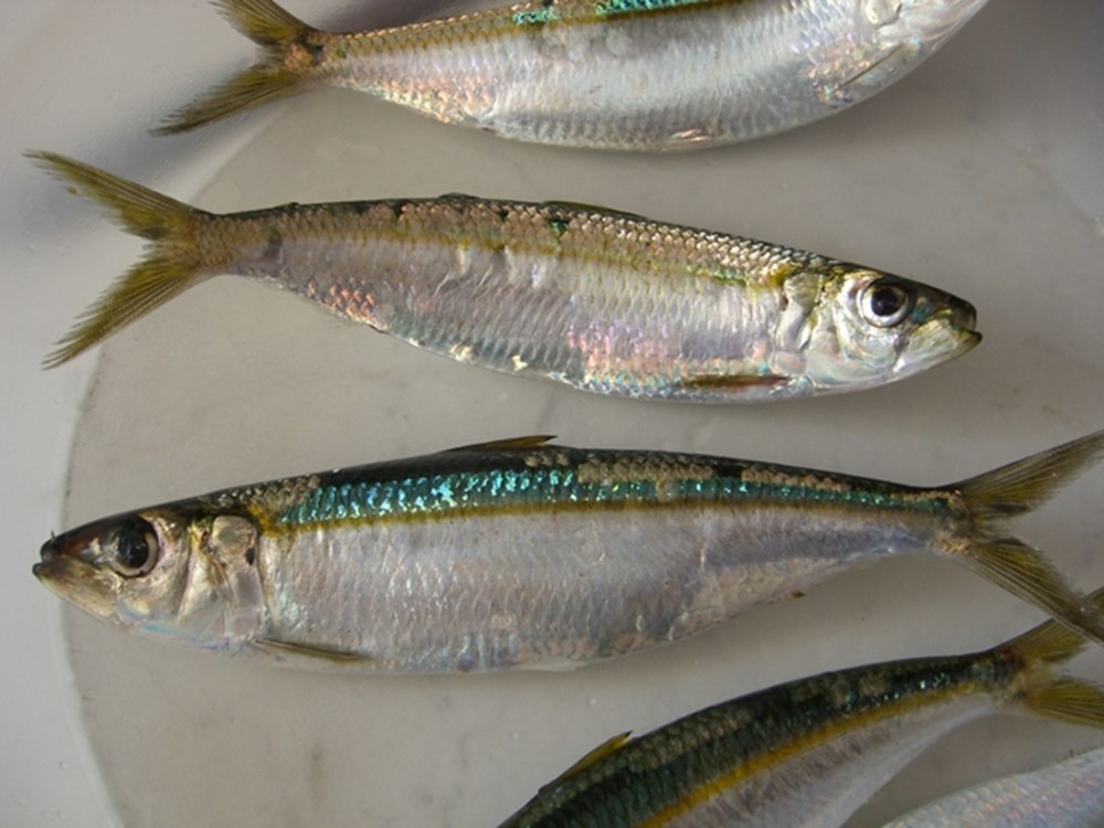 turkiye de avlanan tum deniz canlilari magazin haberleri ntv