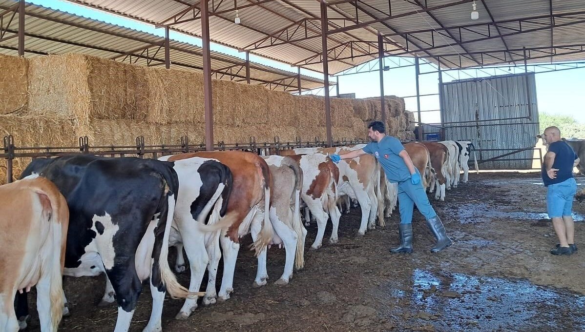 Aydın'da şap hastalığı: 34 mahalle karantinaya alındı