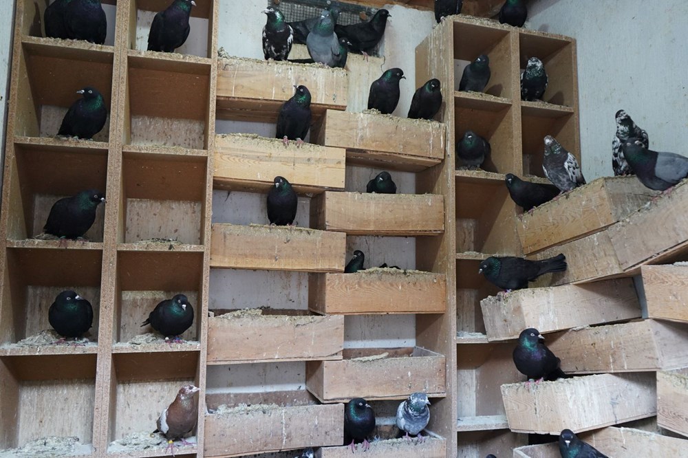 42 yıllık hobisi, profesyonel tesise dönüştü: Vilayet dışından da ağır talep var 73 jhIT99LUNkKJXtKBY4OGSg