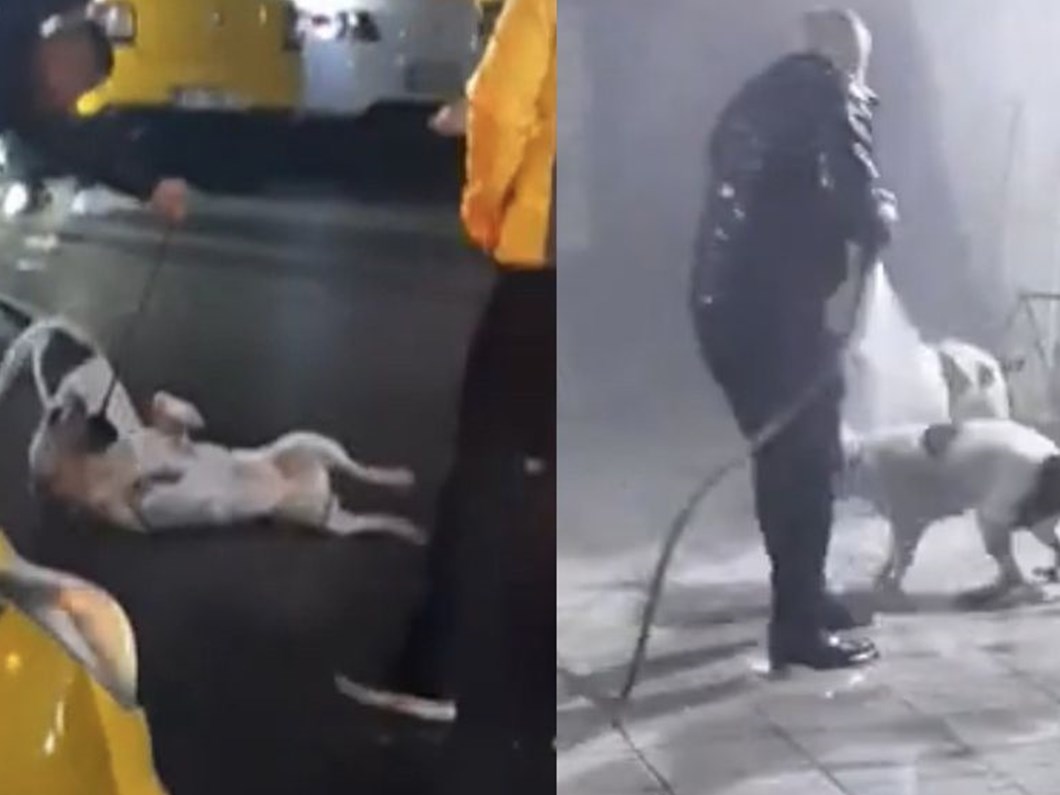 istanbul da sokak ortasinda pitbull dehseti