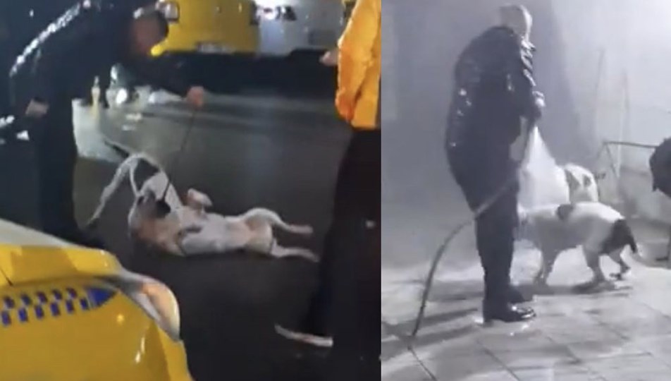 istanbul da sokak ortasinda pitbull dehseti