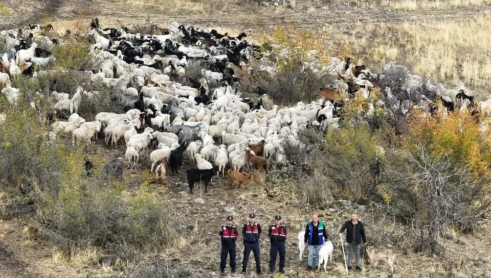 544 küçükbaş kayboldu