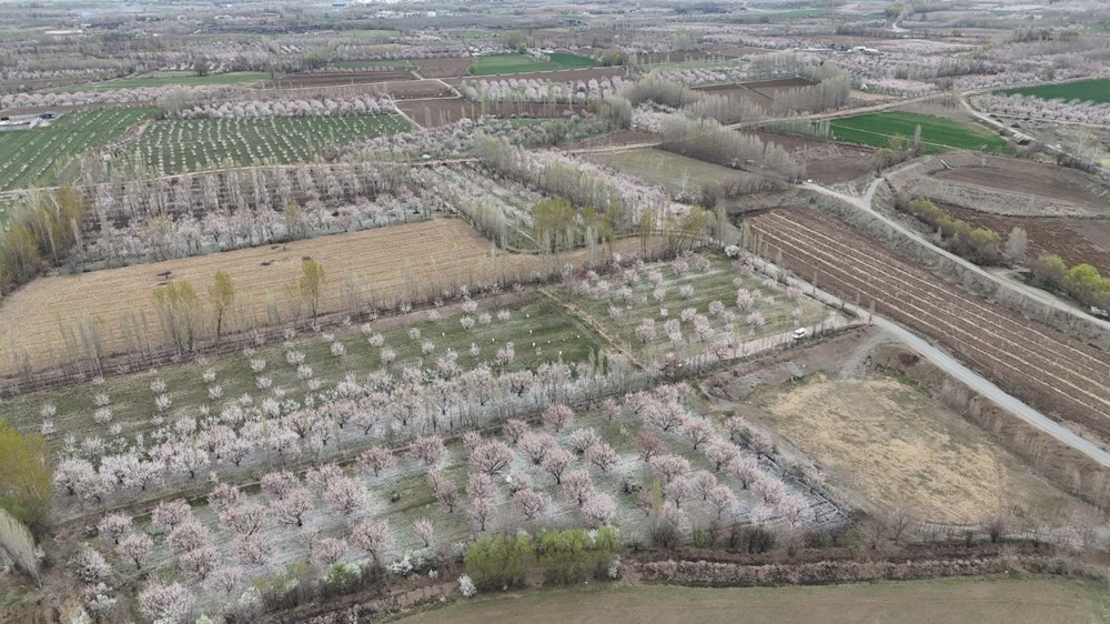 Kayısı Çiçeği Rüyaları: Kartpostaldan Fırlamış Bahar Manzaraları 75 jivJGUuGl0e anR7sYa64g