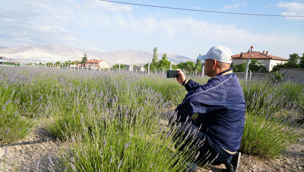 Kullanılmayan arazi, lavanta bahçesine dönüştürüldü: Ekonomiye katkı sağlıyor