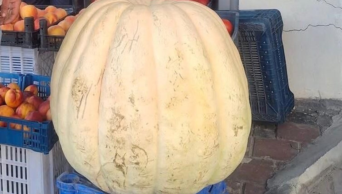 Devasa bal kabağı görenleri şaşırttı