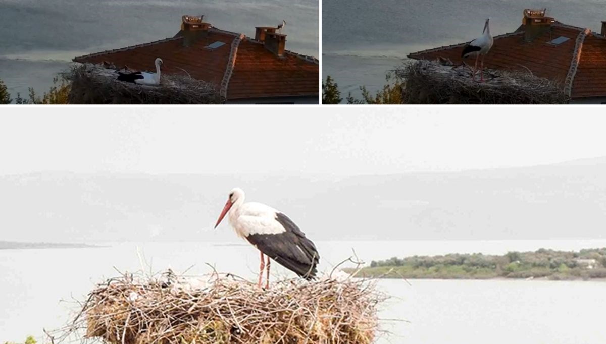 Yaren leylek depremi önceden hissetti