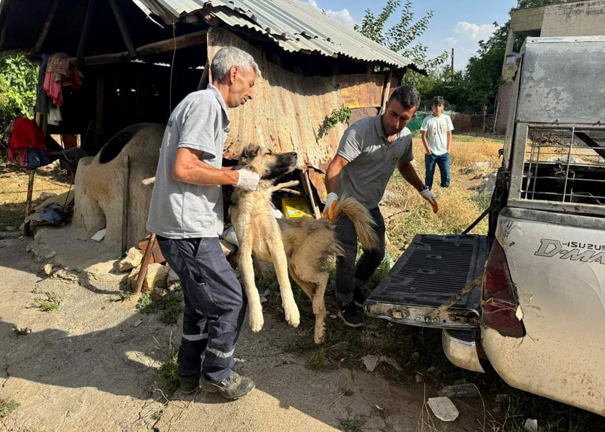 Silvan Belediyesi önce paylaştı, sonra sildi: “Köpekleri kısırlaştırıp, aldığımız yere bırakıyoruz”