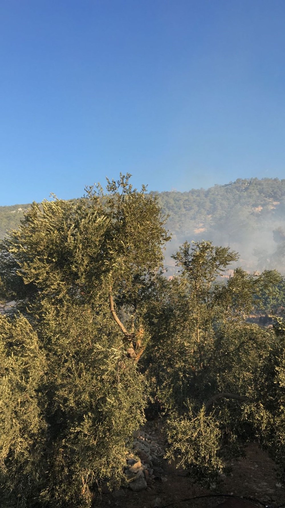 Antalya, Adana, Mersin ve Osmaniye'de orman yangınları - 13