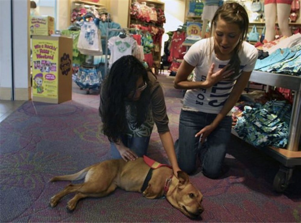 фейт (собака). фейт (собака). собака на передних лапах. собаки которые ходят на задних лапах. собака идёт по улице на двух лапах.