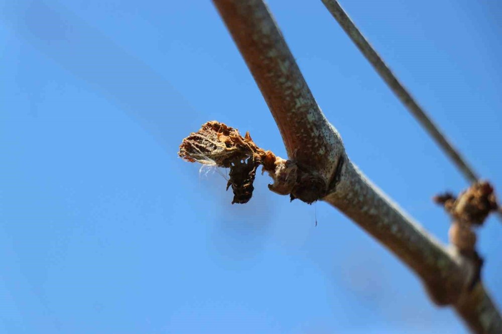 Zirai don takviyesi ne kadar, koşulları neler? Zirai don vuran vilayetler hangileri? 75