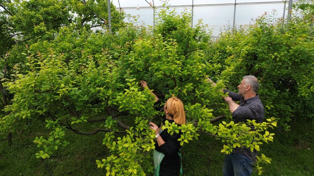 4 bin metrekare alanda üretiyor, kilosu 500 TL: Hatay'dan dünyaya yayılıyor 73 jqCqVu1eMEO kjJna5vl7g